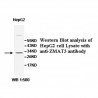 ZMAT3 Antibody