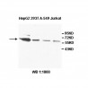 ZKSCAN4 Antibody