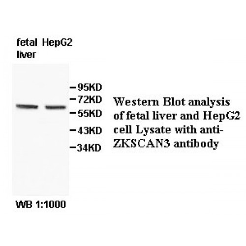 ZKSCAN3 Antibody