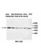 ALG1 Antibody