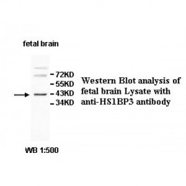 ZNF131 Antibody