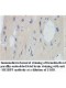 ALG8 Antibody
