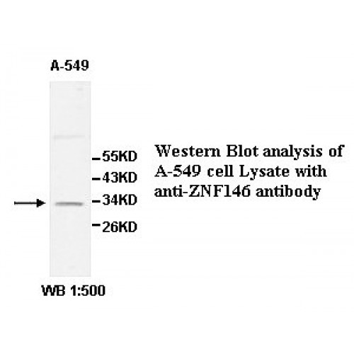 ZNF146 Antibody