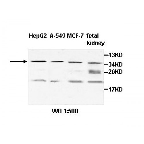 ZNF101 Antibody