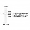 ZNF155 Antibody