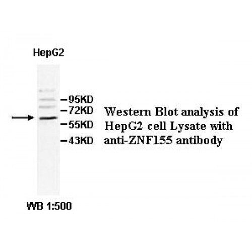 ZNF155 Antibody