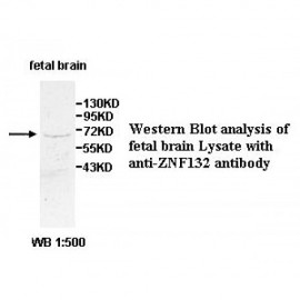 ZNF132 Antibody