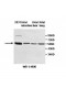 ZNF165 Antibody