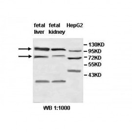 ZNF184 Antibody