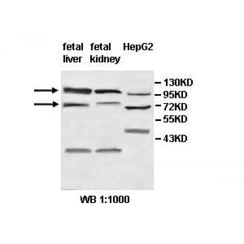 ZNF184 Antibody