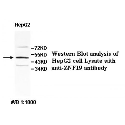 ZNF19 Antibody