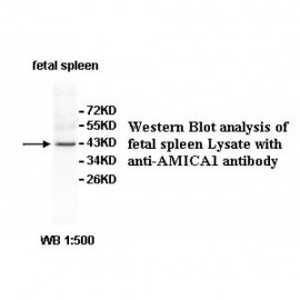 AMICA1 Antibody