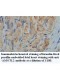 AMOTL2 Antibody