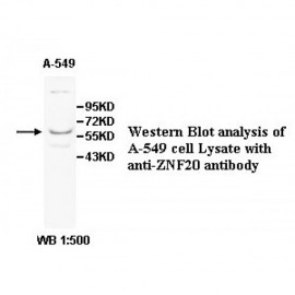 ZNF20 Antibody