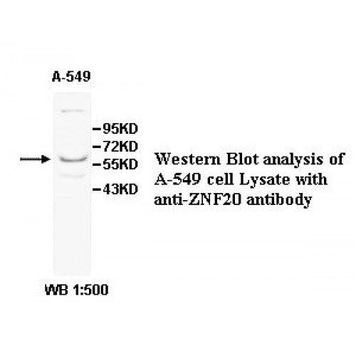ZNF20 Antibody