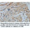 ZNF248 Antibody