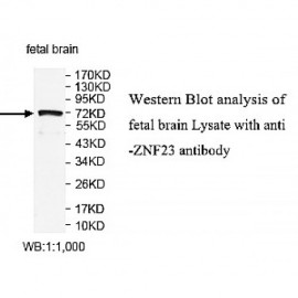 ZNF23 Antibody