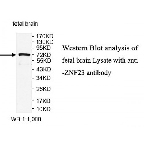 ZNF23 Antibody