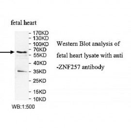 ZNF257 Antibody
