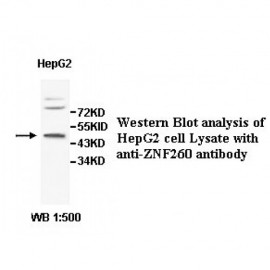 ZNF260 Antibody