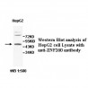 ZNF260 Antibody