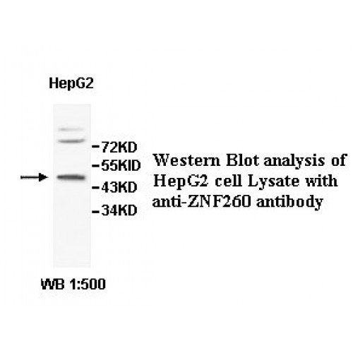 ZNF260 Antibody