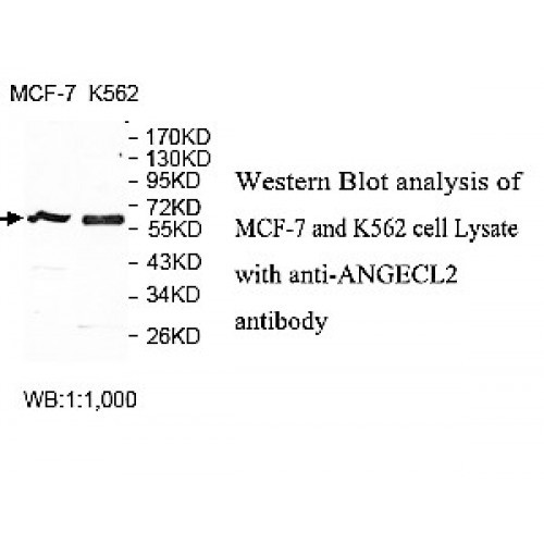 ANGEL2 Antibody