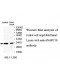 ANAPC10 Antibody