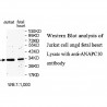 ANAPC10 Antibody