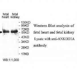 ANKDD1A Antibody