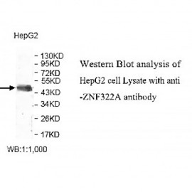 ZNF322A Antibody