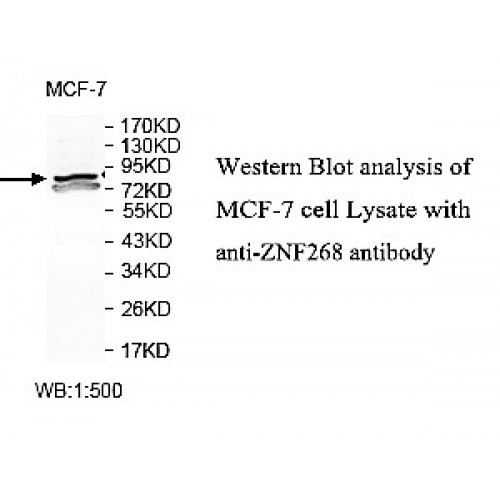 ZNF268 Antibody