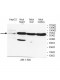 ZNF273 Antibody