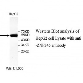 ZNF273 Antibody