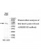 ANKRD13D Antibody