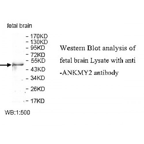 ANKMY2 Antibody
