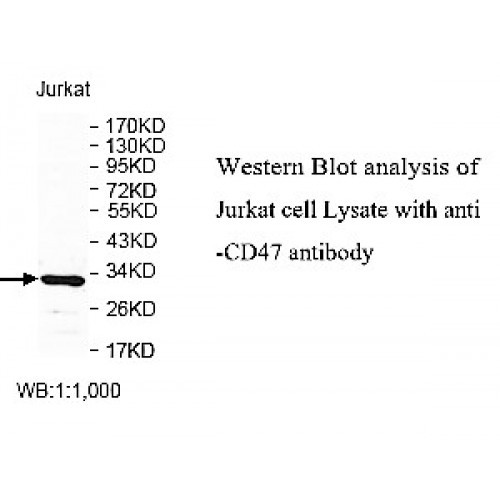 CD47 Antibody