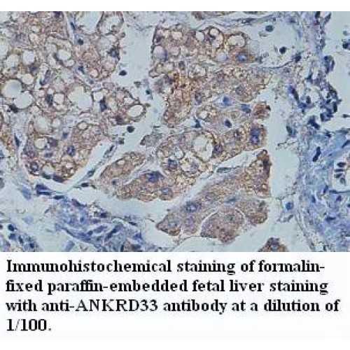 ANAPC2 Antibody