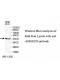 ANAPC2 Antibody
