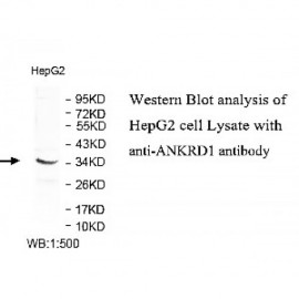 ZNF404 Antibody