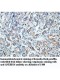 ANAPC2 Antibody