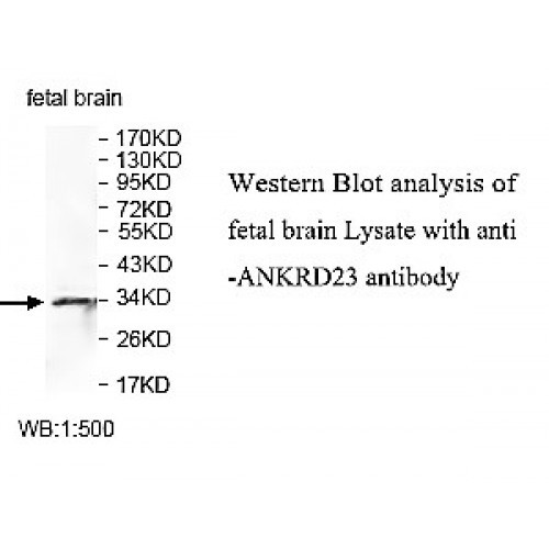 ZNF417 Antibody