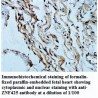 ZNF425 Antibody