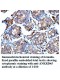 PID1 Antibody