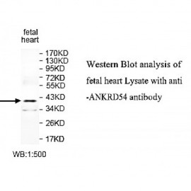 PIAS3 Antibody