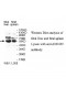 ZNF439 Antibody