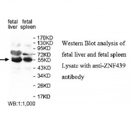 ZNF433 Antibody