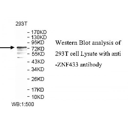 PID1 Antibody