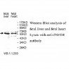 ZNF454 Antibody