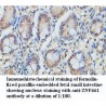 ZNF461 Antibody